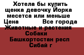 Хотела бы купить щенка девочку Йорка 2 месетса или меньше › Цена ­ 5 000 - Все города Животные и растения » Собаки   . Башкортостан респ.,Сибай г.